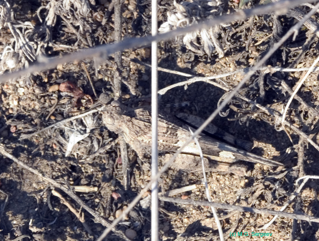 Oedipoda_caerulescens_f_0762