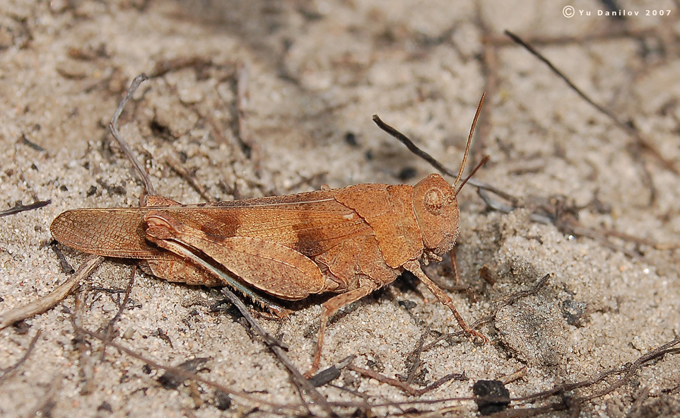 Oedipoda_caerulescens_f_2007_1_Danilov