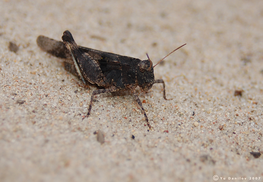 Oedipoda_caerulescens_m_2007_1_Danilov