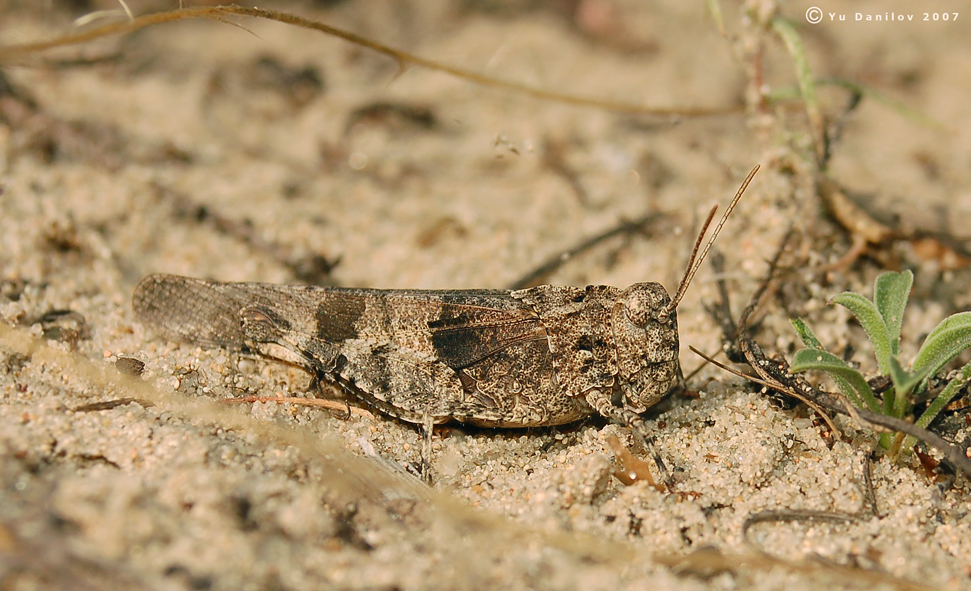 Oedipoda_caerulescens_m_2007_3_Danilov
