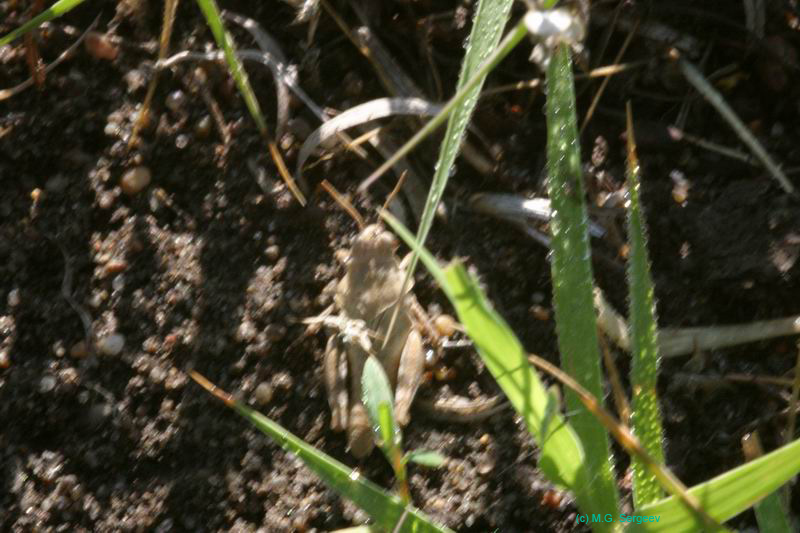 Oedipoda_cf_caerulescens_n_04_163