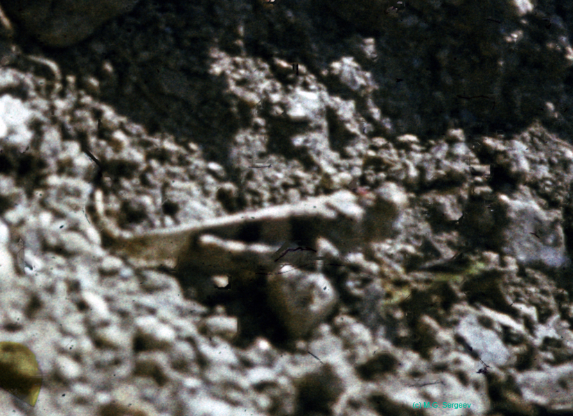 Oedipoda_fedtschenkoi_m_83_02
