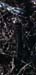 Celes_variabilis_m_02_01