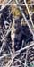 Oedipoda_caerulescens_f_0760