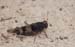 Oedipoda_caerulescens_m_2007_2_Danilov