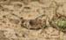 Oedipoda_caerulescens_m_2007_3_Danilov