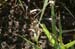 Oedipoda_cf_caerulescens_n_04_163