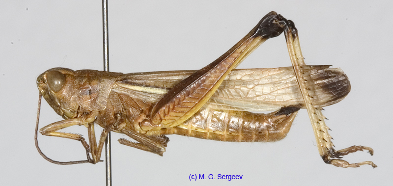 Stethophyma_magister_m_1351