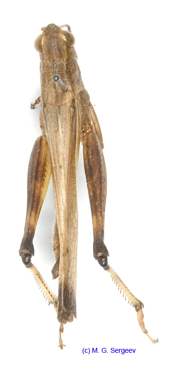 Stethophyma_magister_m_1352