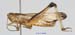 Stethophyma_magister_m_1351