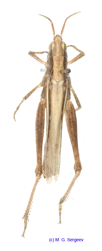 Duroniella_kalmyka_f_1325