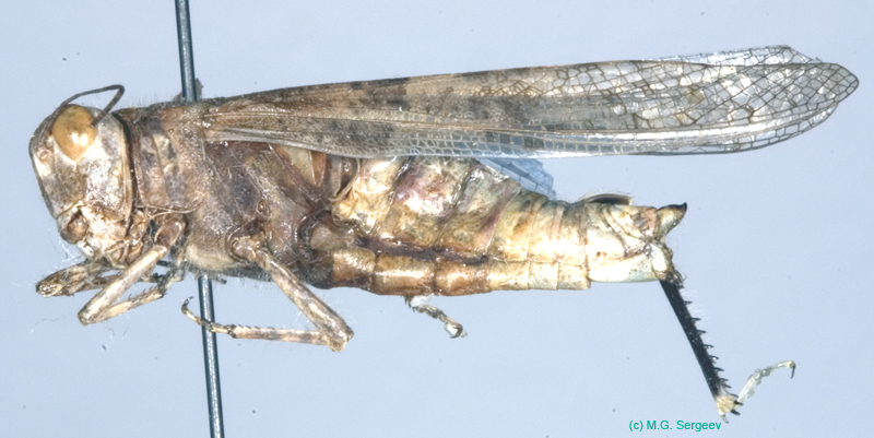 Sphingonotus_pilosus_f_0876