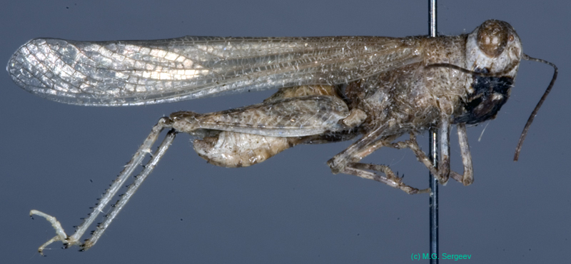 Sphingonotus_pilosus_m_0872