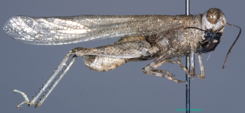 Sphingonotus_pilosus_m_0873
