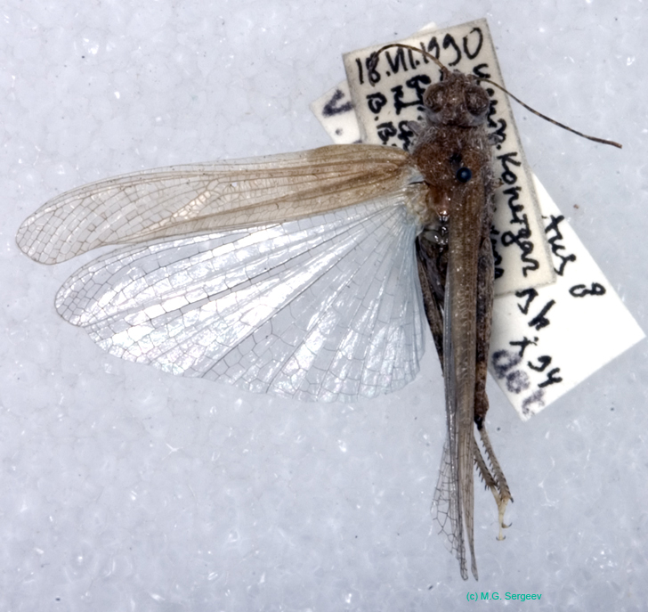 Sphingonotus_pilosus_m_0875