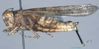 Sphingonotus_pilosus_f_0877