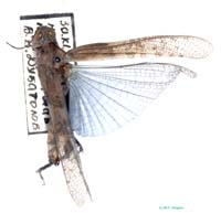 Sphingonotus_pilosus_f_0878