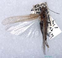 Sphingonotus_pilosus_m_0875