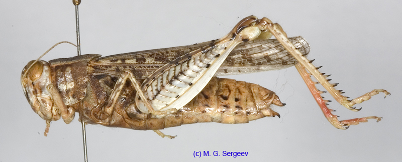 Calliptamus_barbarus_f_1210