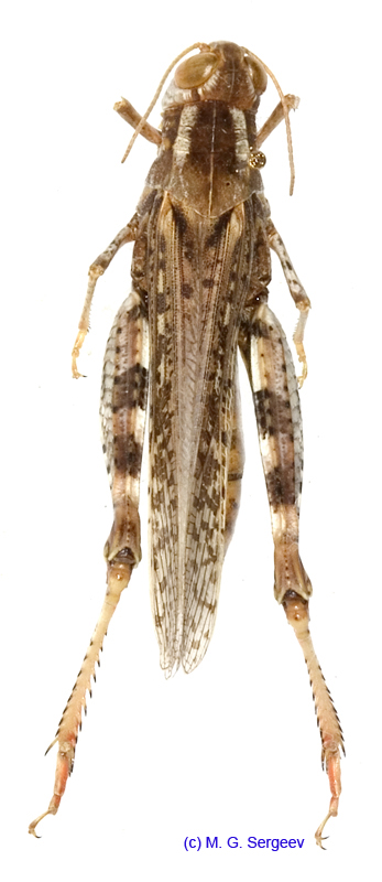 Calliptamus_barbarus_f_1211