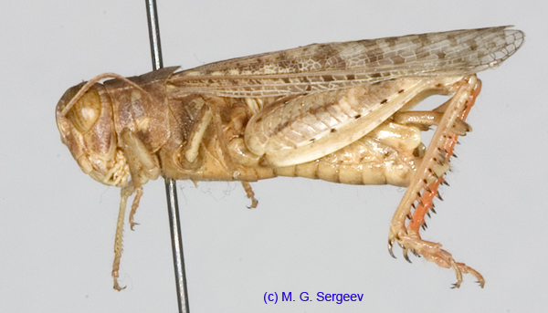 Calliptamus_barbarus_m_1212