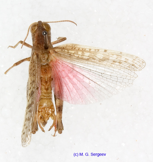 Calliptamus_barbarus_m_1213