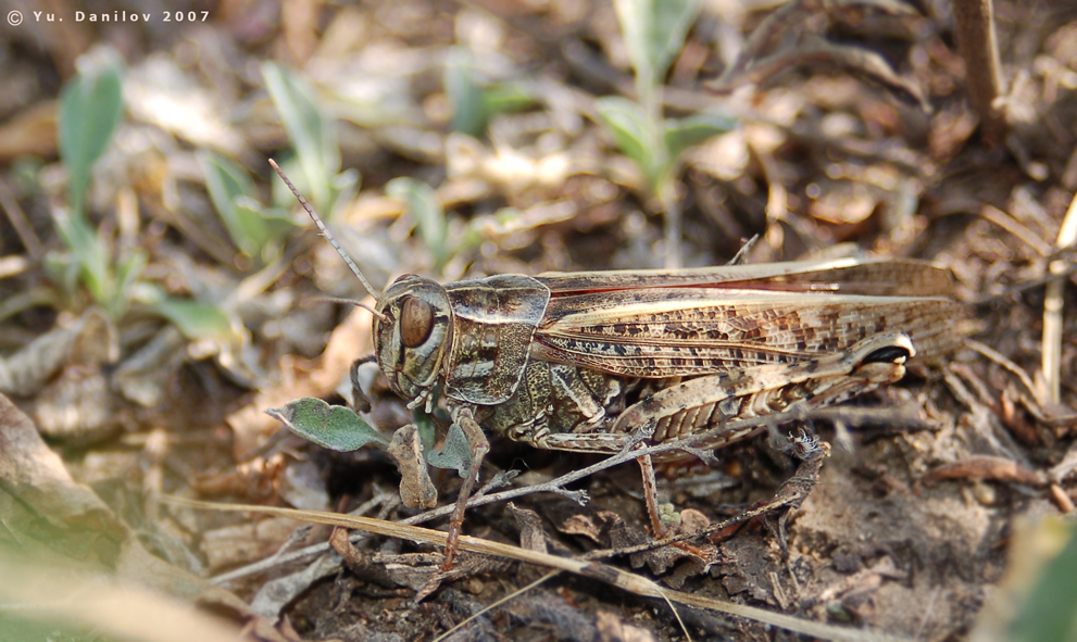 Calliptamus_italicus_f_2007_Danilov