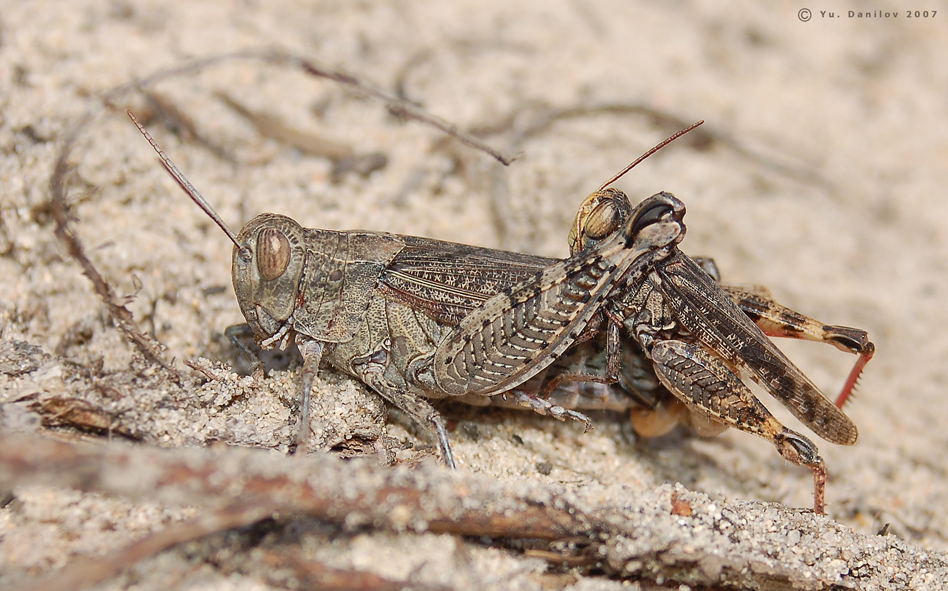 Calliptamus_italicus_pair_2007_2_Danilov