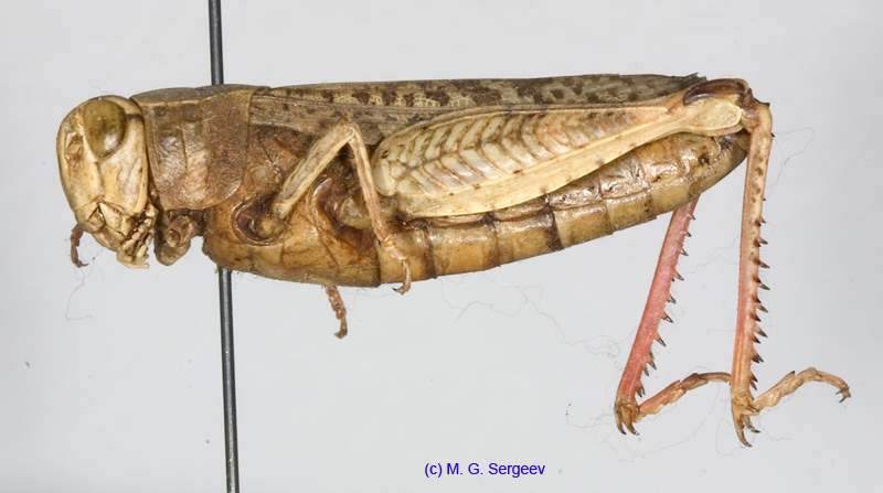 Calliptamus_turanicus_f_1206