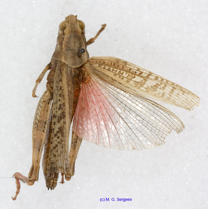 Calliptamus_turanicus_f_1207