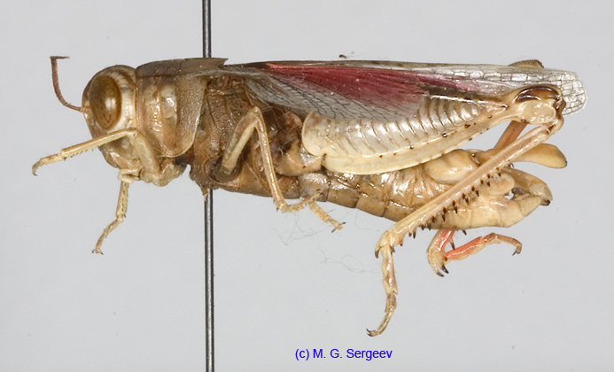 Calliptamus_turanicus_m_1208