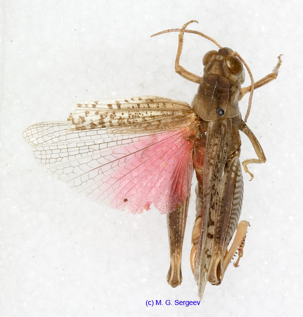 Calliptamus_turanicus_m_1209
