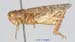 Calliptamus_barbarus_m_1212