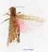 Calliptamus_barbarus_m_1213