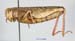 Calliptamus_turanicus_f_1206