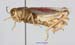 Calliptamus_turanicus_m_1208