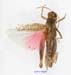 Calliptamus_turanicus_m_1209