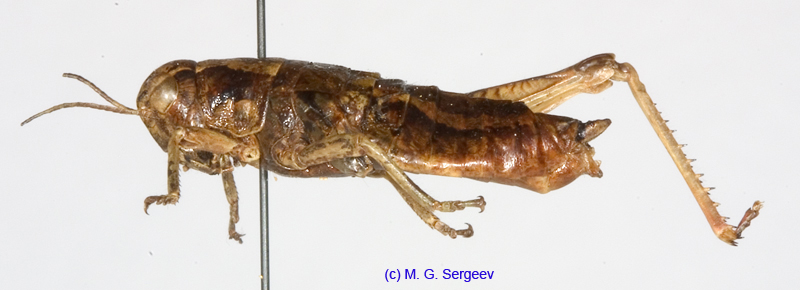 Bienkoa_fedtschenkoi_ornata_f_1256
