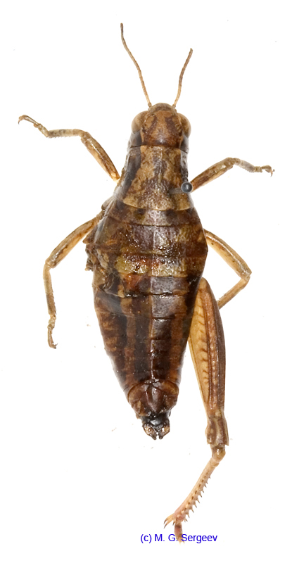 Bienkoa_fedtschenkoi_ornata_f_1257