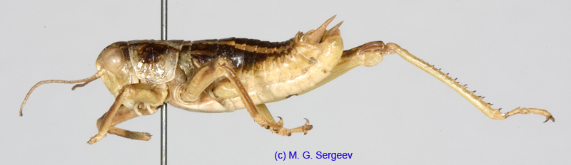 Bienkoa_fedtschenkoi_ornata_m_1254