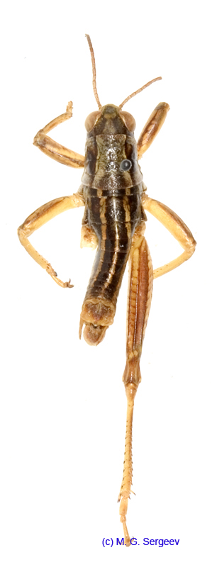 Bienkoa_fedtschenkoi_ornata_m_1255