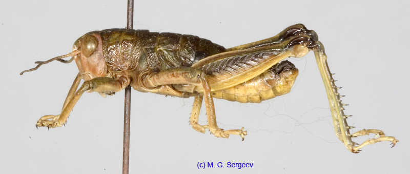 Conophyma_almasyi_robustum_m_1268