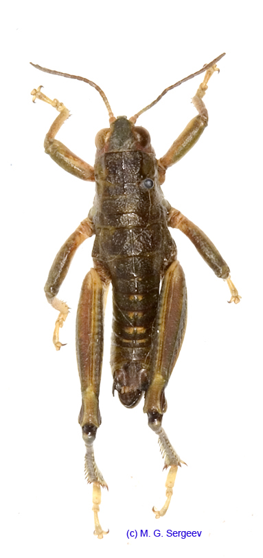 Conophyma_almasyi_robustum_m_1269