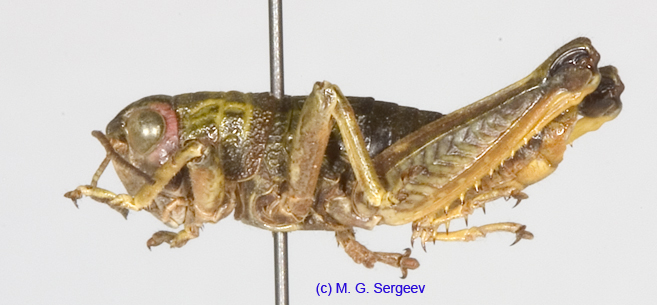 Conophyma_almasyi_schnitnikovi_m_1264