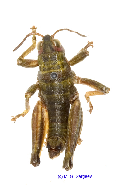 Conophyma_almasyi_schnitnikovi_m_1265