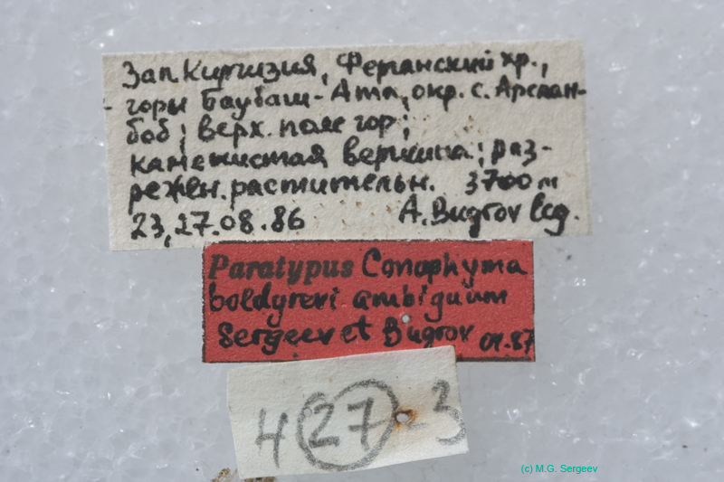 Conophyma_boldyrevi_ambiguum_m_lab_0036