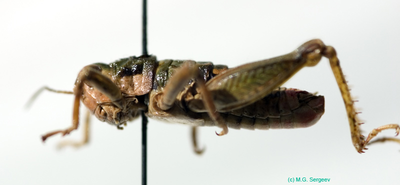 Conophyma_boldyrevi_ambiguum_m_para_0035