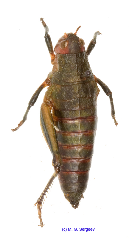 Conophyma_comtulum_f_1277