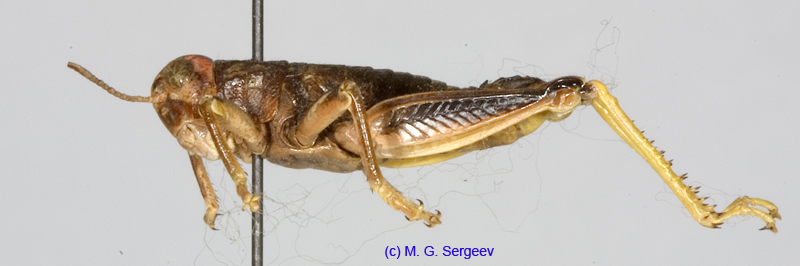 Conophyma_comtulum_m_1274