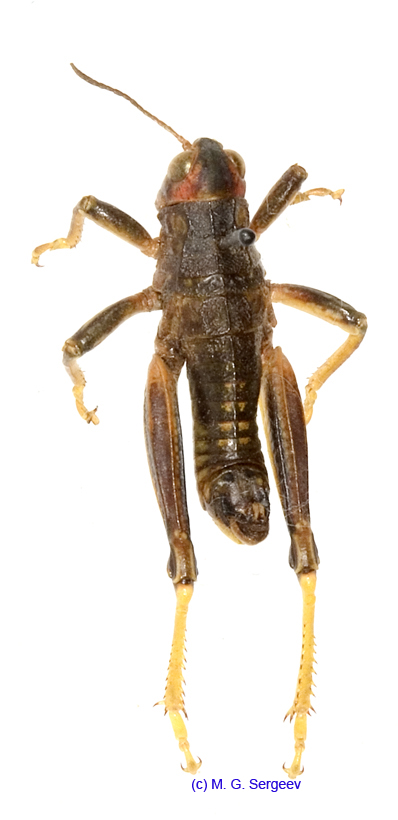 Conophyma_comtulum_m_1275